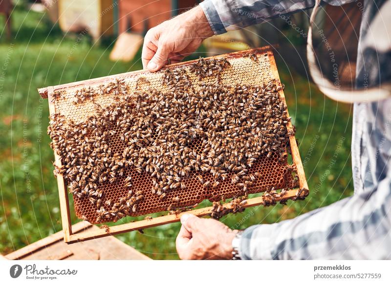 Imker bei der Arbeit im Bienenstock. Entnahme der Honigwaben aus dem Bienenstock mit Bienen auf den Waben. Erntezeit im Bienenstock Liebling Bienenkorb