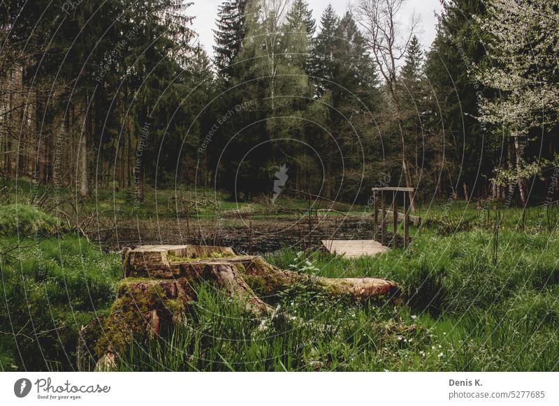 Wolfsee, kleiner see im Wald Natur Baum Bäume von oben Umwelt wald Landschaft grün Außenaufnahme Menschenleer bäume Baumstamm Forstwirtschaft Sonnenlicht