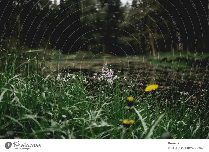 Nahaufnahmen kleiner Blumen blühende Blume Blütenblätter Frühling Blühend natürliches Licht Natur Tageslicht natürliche Farbe Unschärfe Frühlingsblume