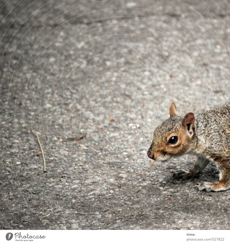 Third World Straße Tier Wildtier Tiergesicht Fell Pfote Eichhörnchen 1 beobachten Blick stehen warten nah Neugier niedlich wild weich braun bedrohlich