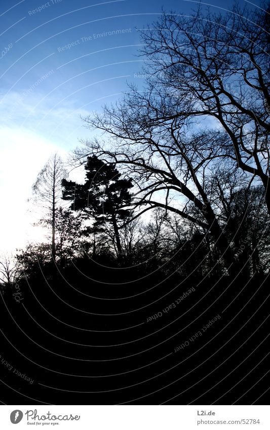 skeleton of nature Baum Wolken Herbst Winter Wald Holz laublos weiß schwarz Himmel Sonne Natur Ast blau hell dubkel Schatten