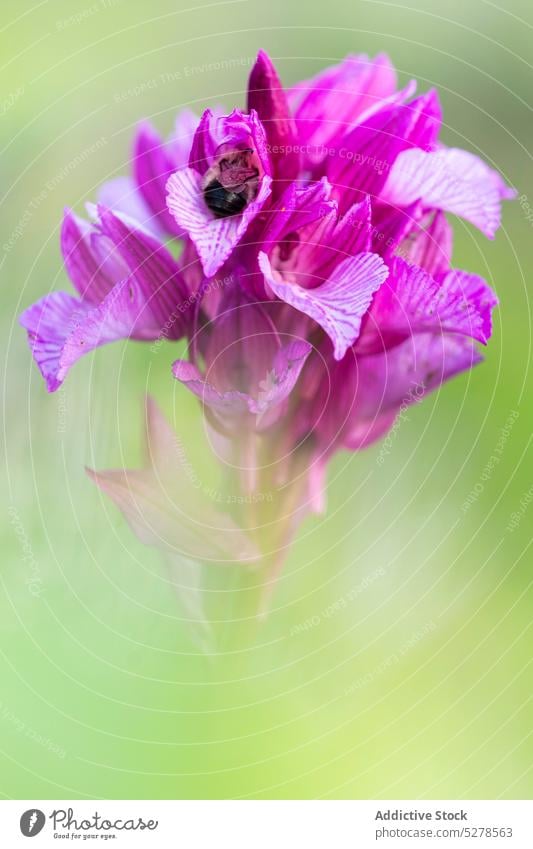 Blume mit violetten Blütenblättern wächst im Garten Schmetterlingsblütler rosa Blütezeit Pflanze Natur Botanik Park Frühling geblümt Schönheit Farbe natürlich