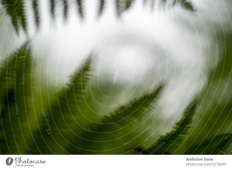 Nahaufnahme einer Grünpflanze im Wald Wurmfarn Blatt Sommer grün exotisch Pflanze Natur wachsen Waldgebiet tropisch Flora Botanik Wachstum Umwelt vegetieren