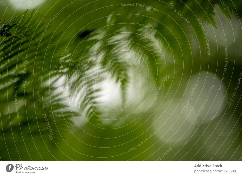 Nahaufnahme einer Grünpflanze im Wald Wurmfarn Blatt Sommer grün exotisch Pflanze Natur wachsen Waldgebiet tropisch Flora Botanik Wachstum Umwelt vegetieren