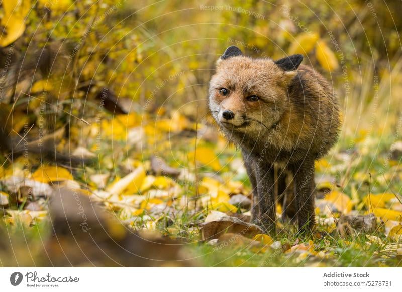 Wildfuchs im Wald Fuchs Natur Tier Spaziergang Wälder Herbst Fauna Tierwelt wild fallen Lebensraum niedlich Fussel Fell Säugetier Buchse Allesfresser Gras Hain