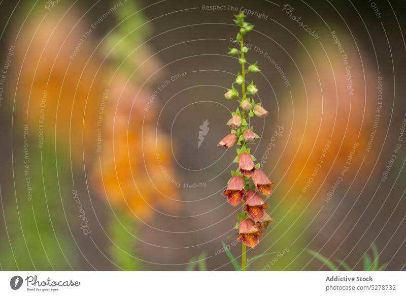 Blühende Blumen im Garten Fingerhut (Digitalis obscura) Blütezeit Vorbau Blütenblatt Pflanze filigran Natur frisch Botanik Flora orange Wachstum duftig geblümt