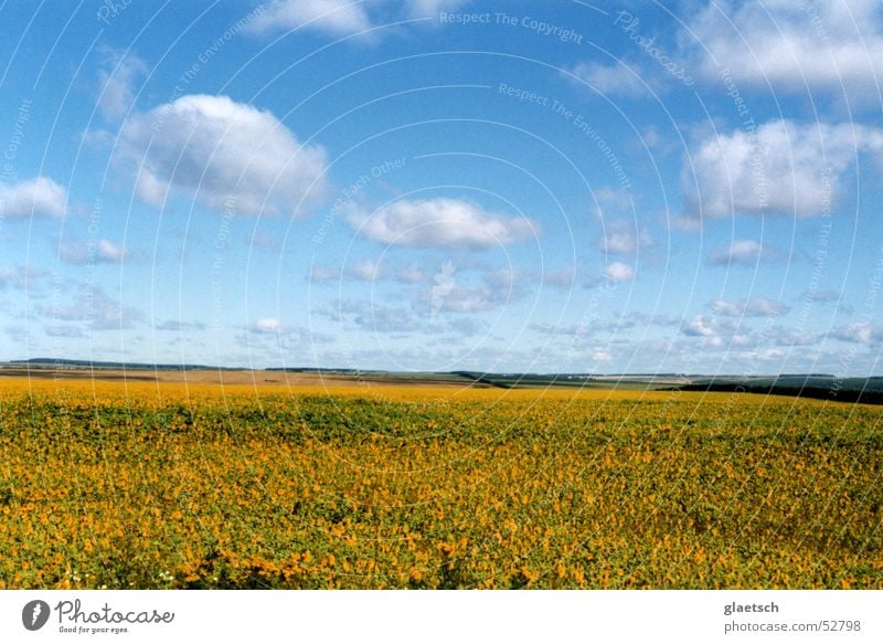 Blumenwiese Wolken Wiese Horizont Himmel blau