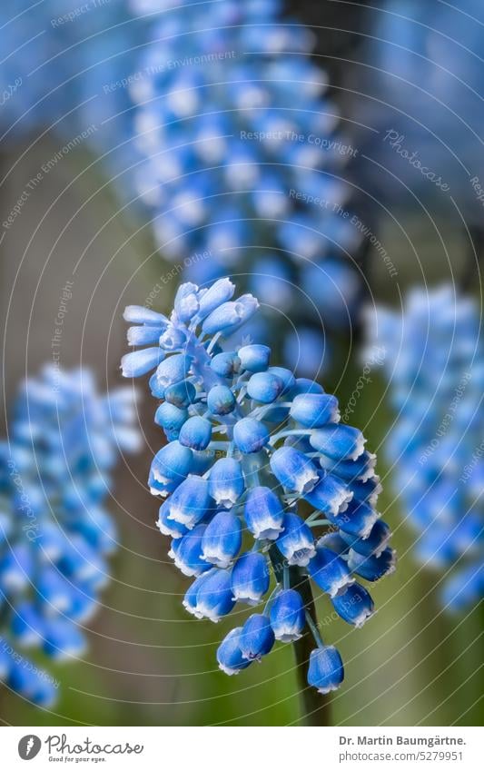 Muscari armeniacum, die armenische Traubenhyazinthe, Blütenstände blühen Frühlingsblüher Frühblüher Geophyt Zwiebelblume Staude ausdauernd Spargelgewächse