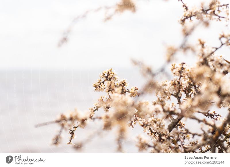 helle Blüten Natur Blütenblätter Blütenblatt Strand geringe Tiefenschärfe natürlich natürliche Farbe natürliches Licht beige Frühling Busch buschig