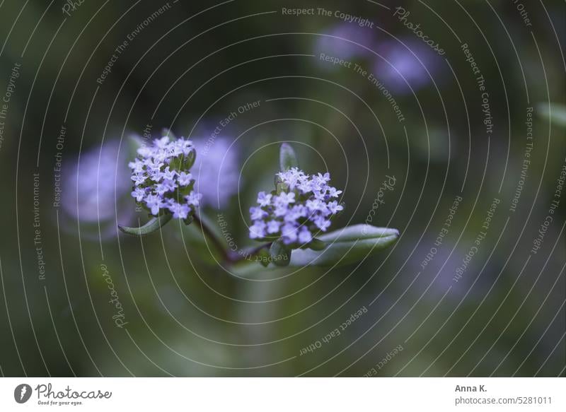 Zartes Ehrenpreis Blümchen Wegerichgewächse Veronica blau violettes Blümchen Wildblume zarte blüte blühende Frühlingsblumen Blüte zarte Blüten zarte Blumen