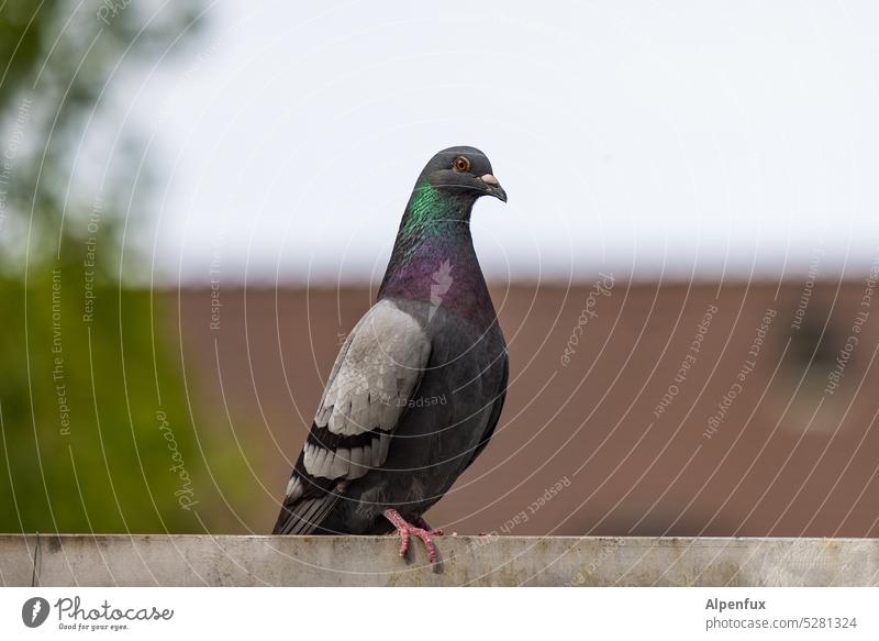 MainFux | François Taube Straßentaube Vogel Tier Außenaufnahme Blick in die Kamera Wildtier Natur Schwache Tiefenschärfe Farbfoto Tierporträt Menschenleer