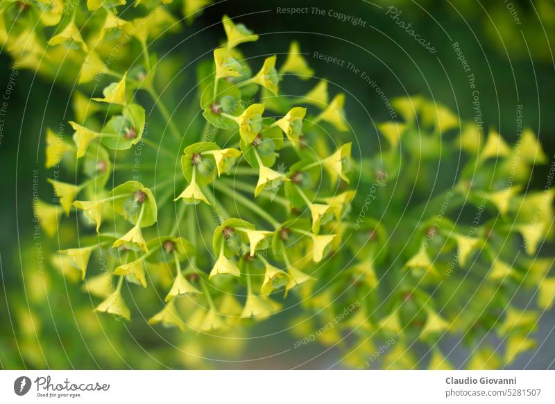 Gelbe Blumen im Frühling im Citylife Park, Mailand April Stadtleben Europa Italien Lombardei Farbe Tag Garten grün Natur Fotografie gelb