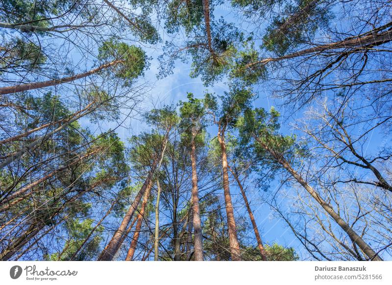 Blick auf die Wipfel der Kiefern und den Himmel Baum Holz Natur Wald Top grün hoch blau Park Ansicht Sonnenlicht Licht Hintergrund Tag Landschaft im Freien