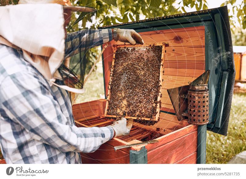 Imker bei der Arbeit im Bienenstock. Entnahme der Honigwaben aus dem Bienenstock mit Bienen auf den Waben. Erntezeit im Bienenstock Liebling Bienenkorb