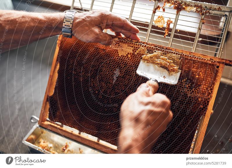 Honigproduktion. Arbeiten im Bienenhaus. Honigwaben aus dem Bienenstock. Erntezeit im Bienenstock. Imkerei als Hobby. Landwirtschaftliche Produktion Liebling