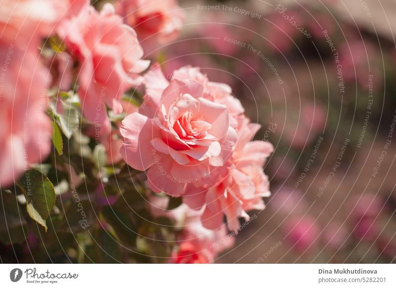 rosa rosen im garten horizontalen hintergrund. Retro vintage rosen stimmung desktop wallpaper. Gartenarbeit Hochzeit Roséwein Landschaftsarchitektur geblümt