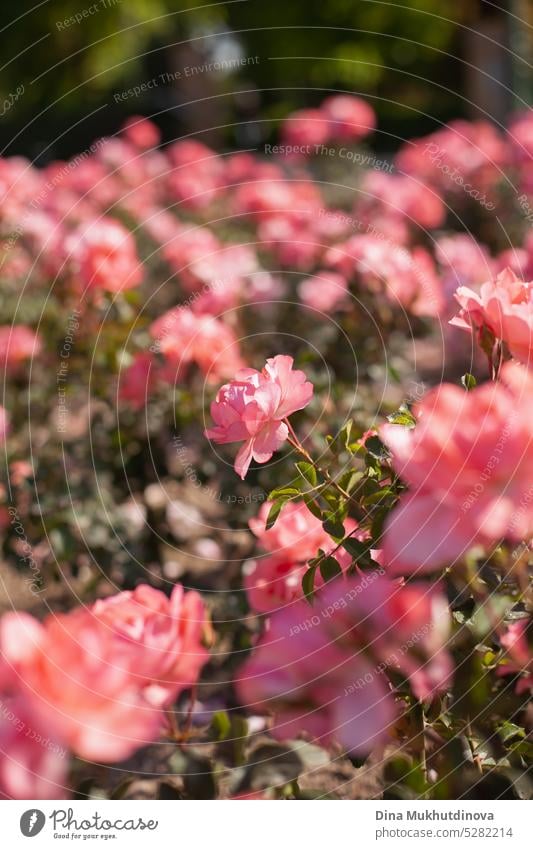 rosa Rosen im Garten vertikalen Hintergrund. Retro Vintage Rosen Stimmung mobile Tapete. Gartenarbeit Hochzeit Roséwein Landschaftsarchitektur geblümt Sommer