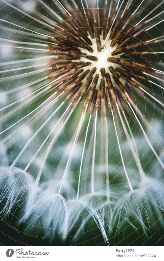 Makroaufnahme eines Löwenzahn mit schwacher Tiefenschärfe Blume Nahaufnahme Pusteblume Pflanze Samen Detailaufnahme Leichtigkeit filigran Schwache Tiefenschärfe