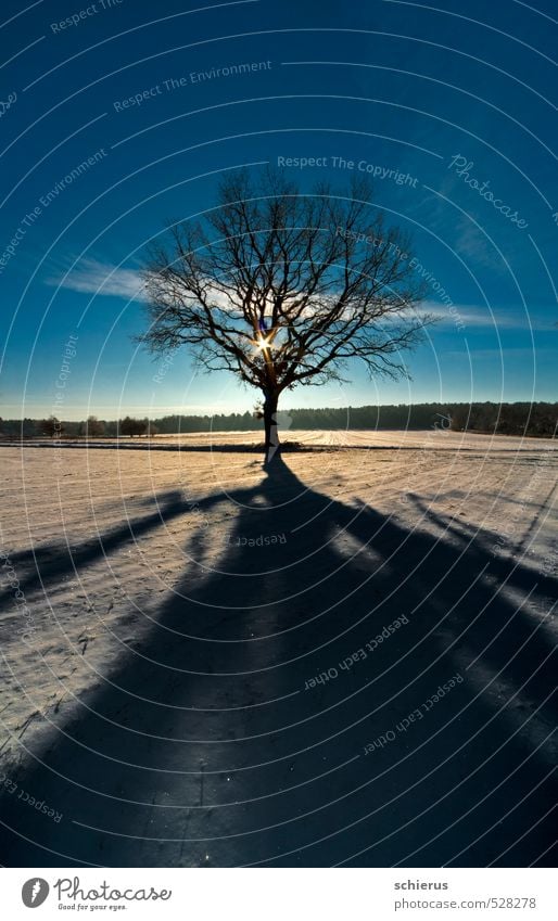 Winterlandschaft mit Baum im Gegenlicht Schnee Umwelt Natur Landschaft Pflanze Himmel Sonne Sonnenlicht Schönes Wetter Feld träumen kalt blau Kraft Farbfoto