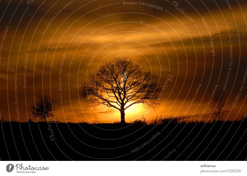 Baum im Sonnenuntergang Umwelt Natur Landschaft Pflanze Himmel Sonnenaufgang Sonnenlicht Herbst Winter Schönes Wetter Feld Gefühle Stimmung Geborgenheit