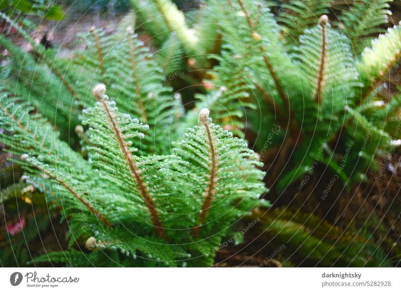 Farnkraut im frühen Sommer mit frischem Grün Bokeh Unschärfe Bokeh Hintergrund Licht bokeh lichter Lichter verschwommen abstrakt Weihnachten glänzend unscharf