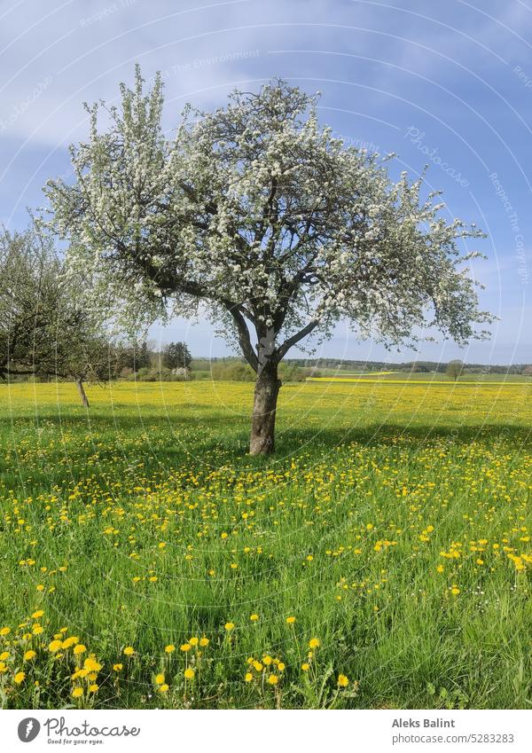 Apfelbaum in voller Blüte Landschaft Mai Frühling Blühend Baum Farbfoto Außenaufnahme Menschenleer Natur Schönes Wetter Apfelblüte Frühlingsgefühle Tag schön