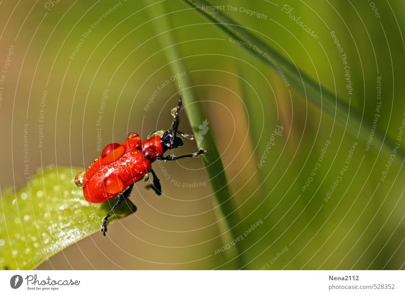 Flucht aus der Gießzone Umwelt Natur Pflanze Luft Wasser Wassertropfen Schönes Wetter Gras Sträucher Blatt Garten Park Wiese Käfer 1 Tier krabbeln schaukeln