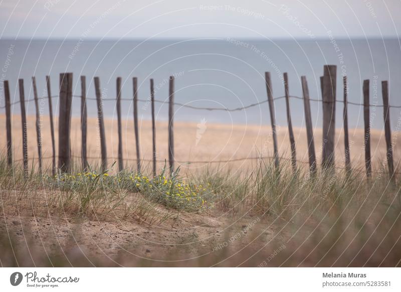 Meer Hintergrund mit Sand und Pflanzen Nahaufnahme. Holzzaun am Strand, Küstenvegetation mit Gras und gelben Blumen. Stimmungsvolle, romantische Meereslandschaft.