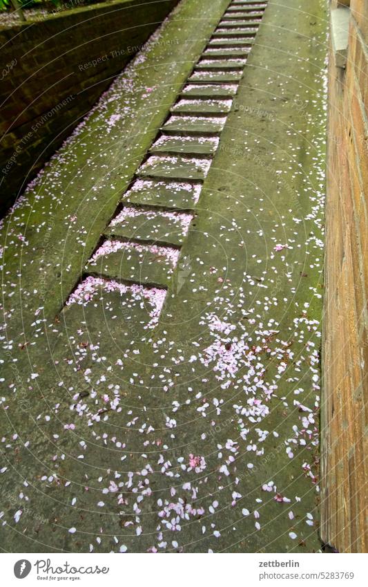 Kellertreppe mit KIrschblüten absatz abstieg abwärts altbau aufstieg aufwärts geländer haus kellertreppe mehrfamilienhaus menschenleer mietshaus stufe