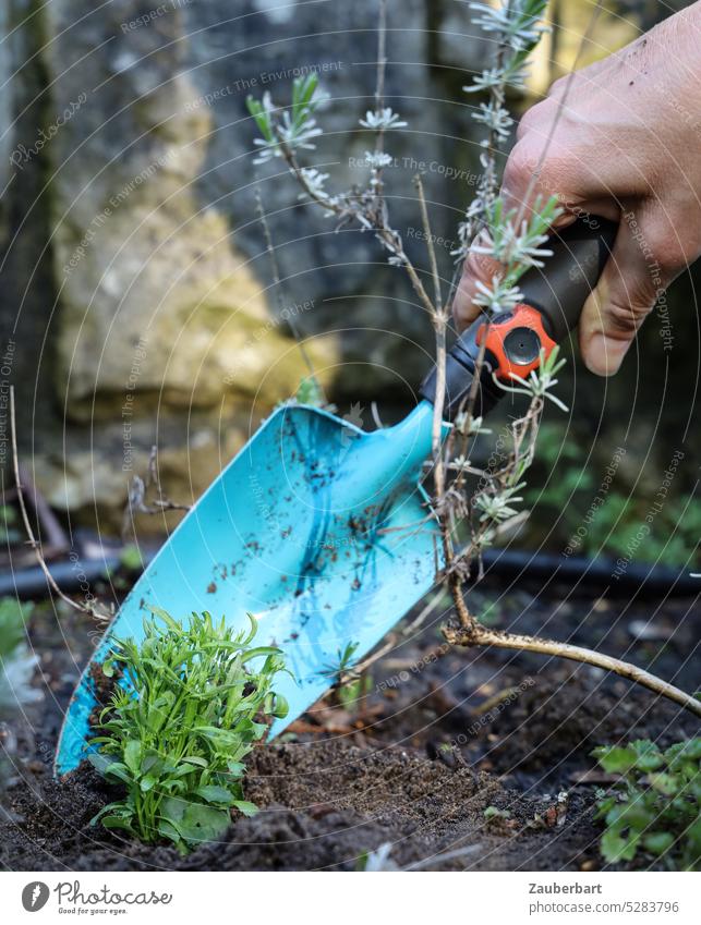 Hand mit kleiner Schaufel setzt kleine Pflanze in die Erde Gartenschaufel pflanzen Gartenarbeit gärtnern Frühling Sommer grün blühen Natur Wachstum natürlich