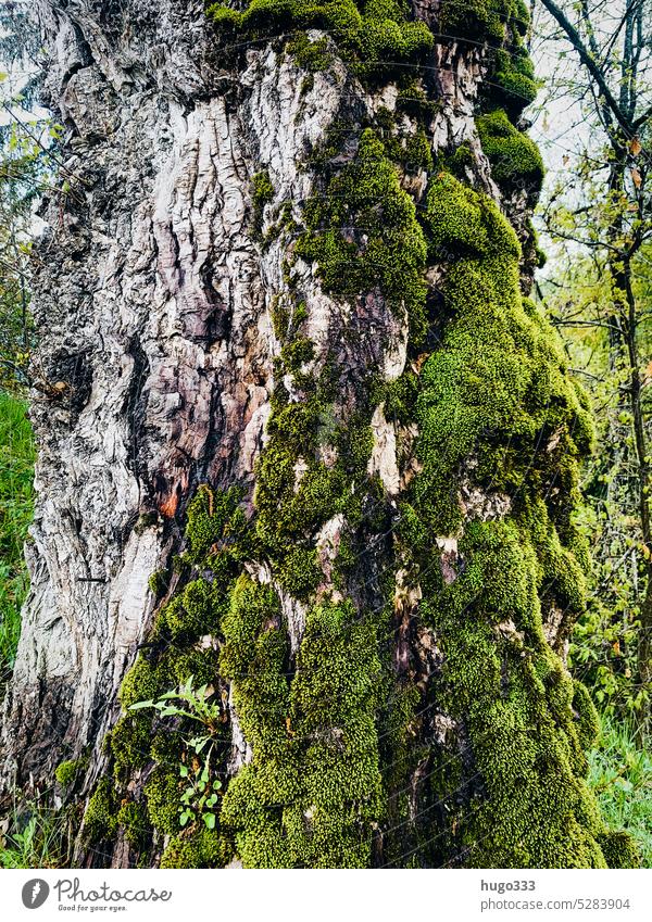 Moosiger Baum baum Grün Rinde Baumrinde Natur pflanze natürlich Sommer leben Wald Detailaufnahme Nahaufnahme Farbfoto wachsen Blatt Frühling Flora Waldbaum