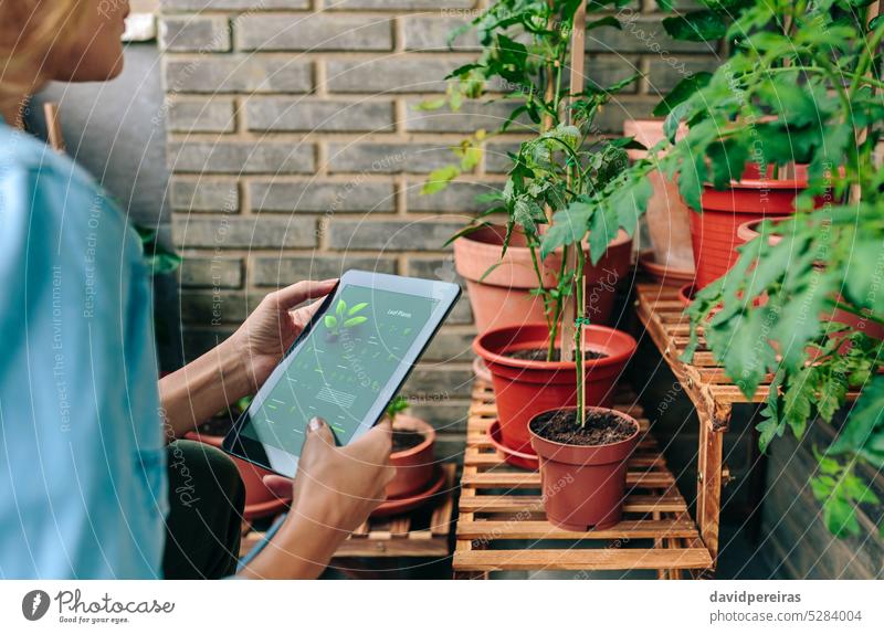 Frau nutzt Garten-App mit künstlicher Intelligenz zur Pflege von Pflanzen im städtischen Garten auf der Terrasse Gärtner unkenntlich Anwendung ai urban Tablette