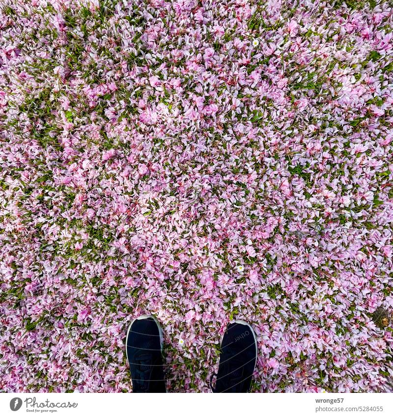 Abgefallene Blütenblätter der japanischen Zierkirsche bedecken den grünen Rasen japanische Zierkirsche Prunus serrulata, Japanische Blütenkirsche