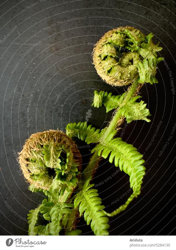 Junger grüner Farn rollt sich aus Farne jung Frühling eingerollt Schnecke Grünpflanze Farnblatt Pflanze Blatt Farnblätter Botanik Wachstum filigran Wand