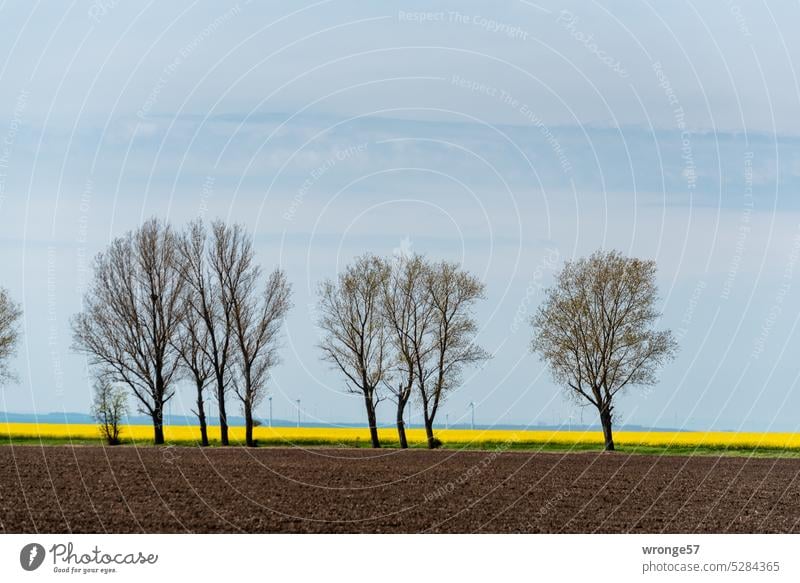 Baumgesäumter Feldweg und blühendes Rapsfeld in der Börde Bördelandschaft Magdeburger Börde Baüme baumbestanden baumbestandener Feldweg blühender Raps Rapsblüte