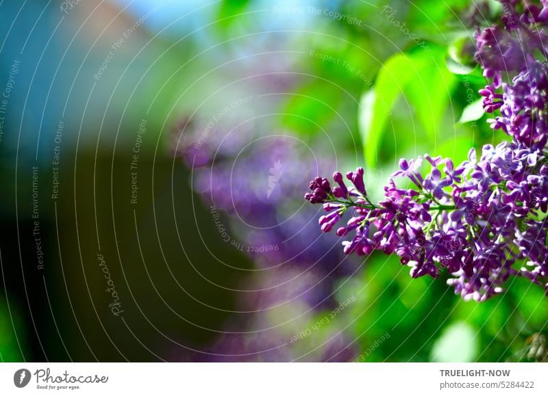 Junger Flieder Duft / Mai bringt Freude in die Luft / Gleich kommt der Sommer! junger Flieder Fliederzweig gemeiner Flieder Fliederblüte Fliederknospen