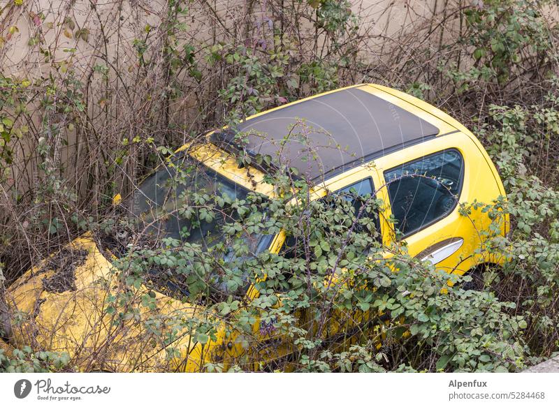 Dornröschens Flitzer PKW Auto zugewuchert zugewachsen Brombeerstrauch Dornenbusch Autowrack Vergänglichkeit kaputt schrottreif Brombeerbusch Dornröschenschlaf