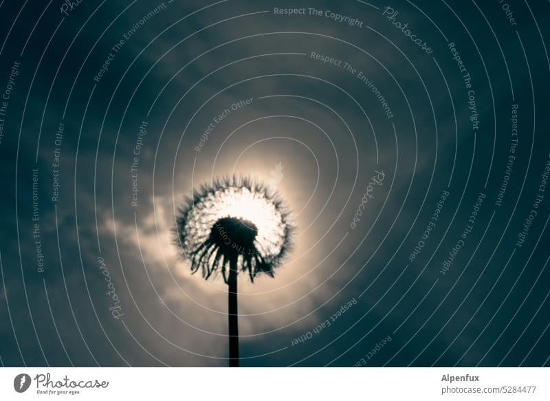 MainFux | Sonnenfinsternis Pusteblume Sonnenstrahlen Sommer Außenaufnahme Farbfoto Löwenzahn verblüht Natur Pflanze Sonnenlicht Wolken dramatisch