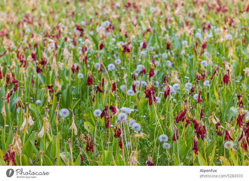 MainFux | Ausgeblüht Tulpen verblüht Frühling Blume Blüte Pusteblume Löwenzahn Löwenzahnfeld Pflanze Natur grün Wiese Außenaufnahme Blühend Blumen Tag