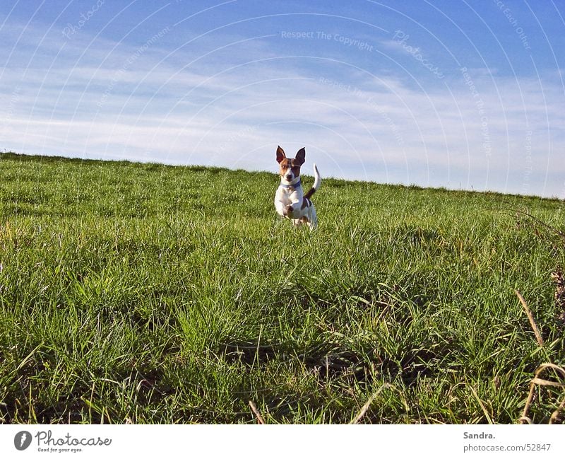 Abgehoben? Hund Wiese springen Himmel laufen rennen jack russel