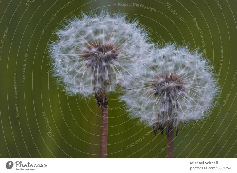 Zwei Pusteblumen Pusteblumefähnchen Pusteblumenfähnchen pusteblumen Pusteblumenschirmchen Achänen Schirmflieger Löwenzahn Pflanze Makroaufnahme Samen