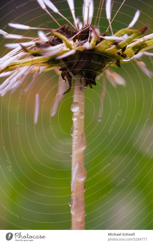 verblüht verblühen Natur Vergänglichkeit Trauer welk Traurigkeit Tod Pflanze Nahaufnahme Verfall nass Tropfen Regen Regentropfen Schwache Tiefenschärfe alt