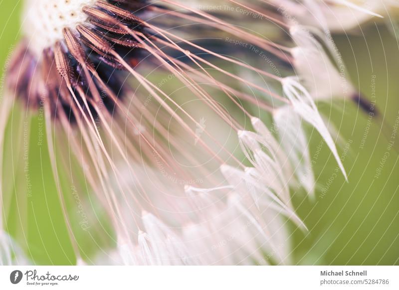 Pusteblume Pusteblumefähnchen Pusteblumenfähnchen pusteblumen Pusteblumenschirmchen Achänen Schirmflieger Löwenzahn Pflanze Makroaufnahme Samen