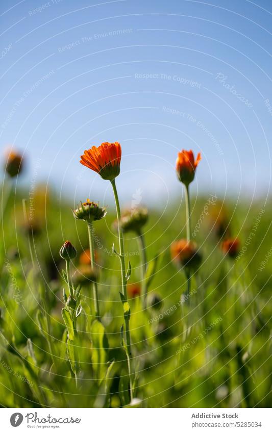 Blühende Ringelblumen (Calendula officinalis) auf einer Wiese Ringelblume officinalis Heilpflanze Topf Ringelblume ruddeln Scotch Ringelblume Korbblütengewächs