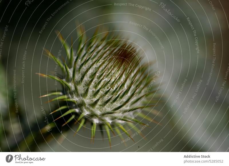 Heilende heraldische Distelblume mit Dornen Onopordum acanthium Ackerkratzdistel Baumwolldistel Familie der Asteraceae Heilpflanze Blume Pflanze Natur Stachel