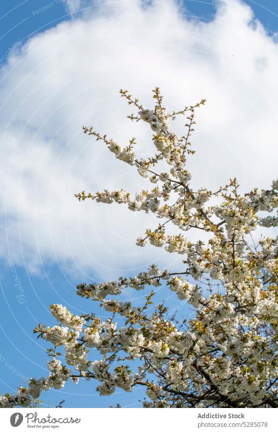 Blühender Baum gegen bewölkten Himmel Blütezeit Ast Frühling Natur Apfel Saison Blume Wachstum duftig Blauer Himmel Cloud Garten Park Sonnenlicht Flora frisch