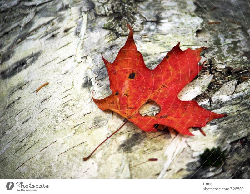 Die letzte Glut Umwelt Natur Herbst Pflanze Baum Blatt Birke Totholz Ahorn Ahornblatt Baumrinde Wald Traurigkeit Trauer Müdigkeit Einsamkeit Endzeitstimmung