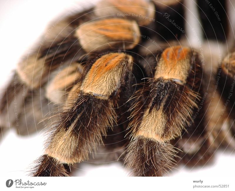 Rotknie Spinne braun Insekt gelb weich Angst Makroaufnahme Panik Gänsehaut puschelig Beine spider wollig sanft