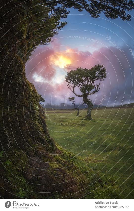 Krummer Baum im grasbewachsenen Tal unter dem Himmel bei Sonnenuntergang Landschaft wild Abend Wachstum unberührt Natur alt natürlich Madeira Portugal Europa