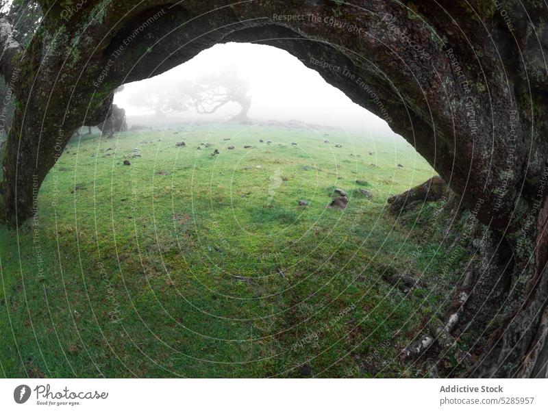 Gekrümmter Baum im nebligen Wald Landschaft Bogen alt dick wild Nebel Natur Madeira Portugal Europa Inselgruppe hoch Dunst tagsüber unberührt ruhig natürlich